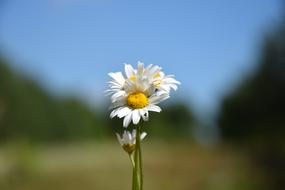white daisies on a blurred nature background