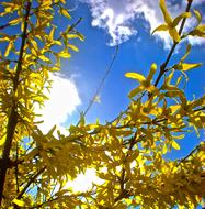 Branch Flowers Yellow Blooms