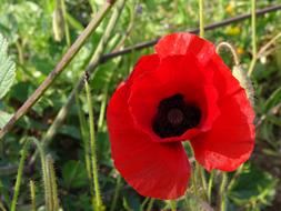 Poppy Flower in the garden in a blurred background