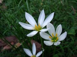 Beautiful Flowers bloom