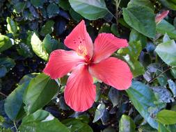 Flower SÃ£o LourenÃ§o Do Sul Rio