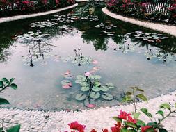 Lotus Pond Artistic