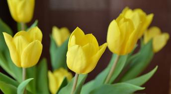bouquet of yellow tulips in blurred background