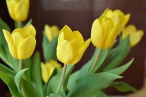 Tulips Cut Flowers Spring Flower