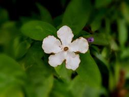 Spring Flowers