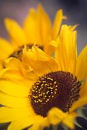 Flower Sunflower summer in a blurred background