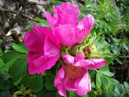 Wild Rose Blossom Bloom