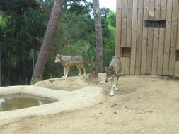 Wolves Wolf Zoo