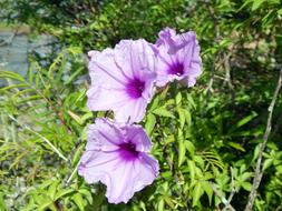 violet garden Flower