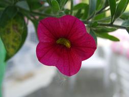 burgundy bud of climbing plant