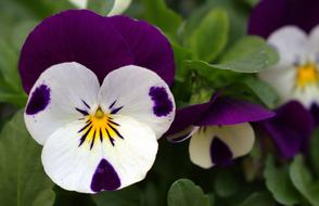 Flower Pansy Close Up in a blurred background