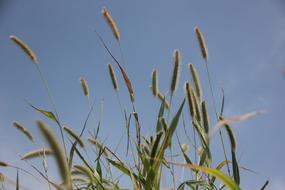 Spring Grass Plush