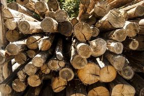 Wood Trunks