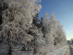 Winter Frost Biel