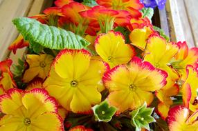 Spring Flowers Yellow