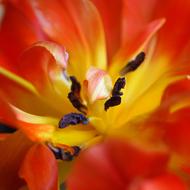 Tulip Stamens Red