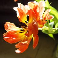 red wide open Tulip Flowers close up