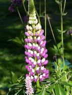 Lupin Flower Colors