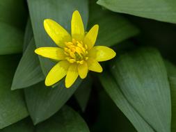 Spring Anemone Yellow Close Up