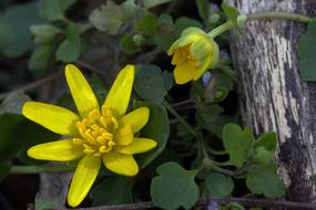 Spring Anemone Yellow Close Up