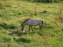Jeju Island Horse
