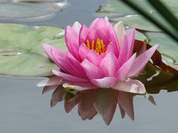 pink Lily Pond Flower
