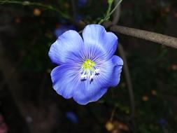 blue Lenvirag Flower