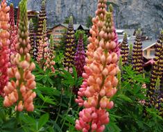 Close-up of the colorful and beautiful lupin flowers in Murren, Switzerland