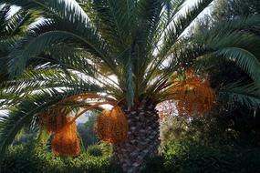 Palm Dates DatlovÃ¡ Palma