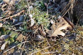 dry herb forest