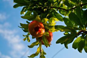 Pomegranate Tree