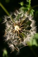 Dandelion Flower Seeds Flying