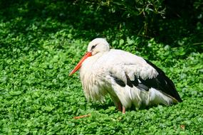 Stork Sleep Sit