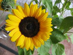 ripe sunflowers