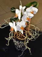 white Flower Blossoms