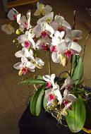 blooming orchid in a flower pot