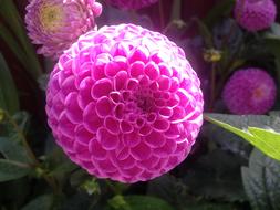 spherical bright pink dahlias close up