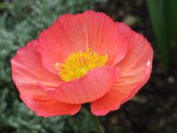 icelandic poppy, close-up