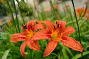 bush of orange lilies in the rain close-up