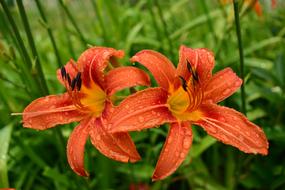 Flower Orange Rain