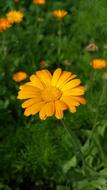 Calendula, Orange Flowers in green grass close-up on blurred background