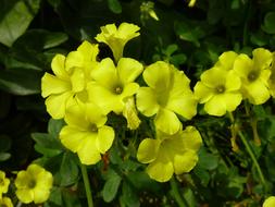 bright yellow flowers in the garden close up