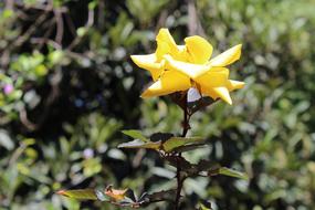 rose with yellow petals close-up in a blurred background