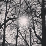 Tree Sky Sun