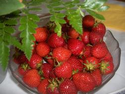 Berries Strawberries Healthy