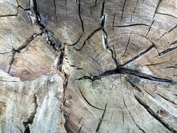 Wood Structure Grain Tree
