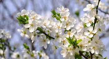 Spring Flowers Plum