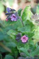 Purple Flower Wild