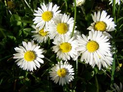 White Daisy flowers at garden