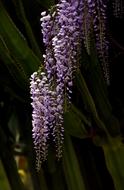 purple flowers of green cactus